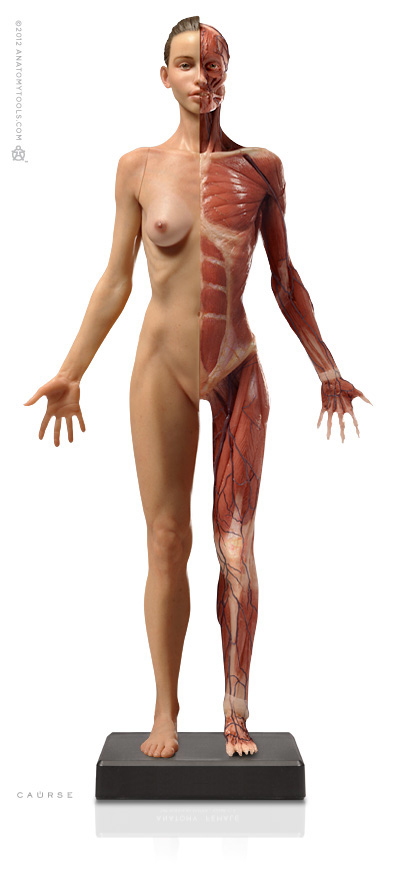 Female 1:3 Flesh/Anatomy v3A
