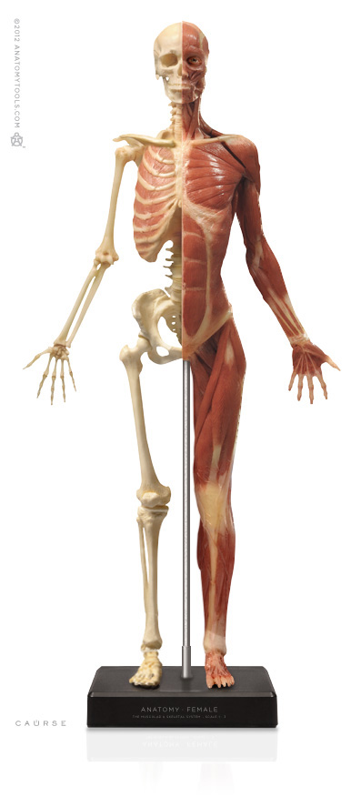Female figure: Medical v3B