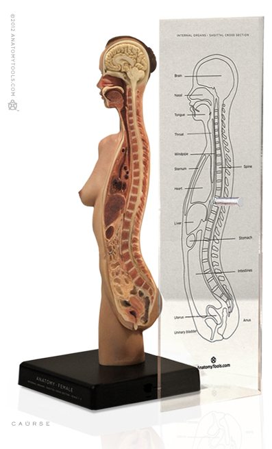 Female torso: Medical v3C