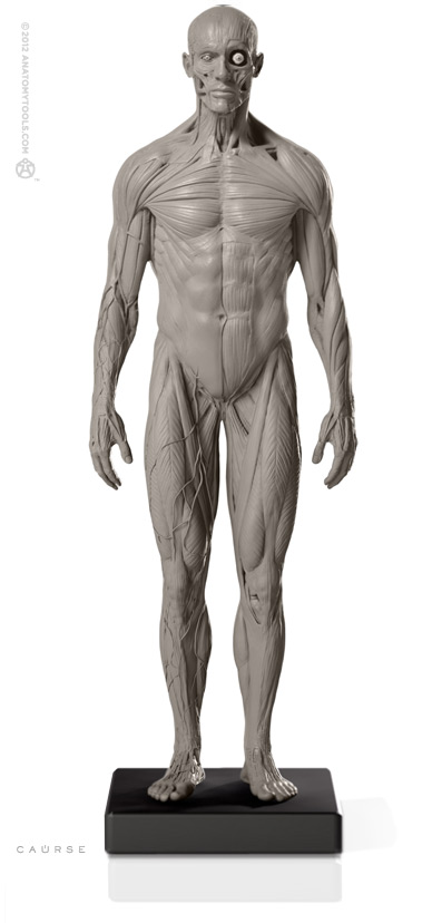 Male 1:6 Anatomy fig v.2