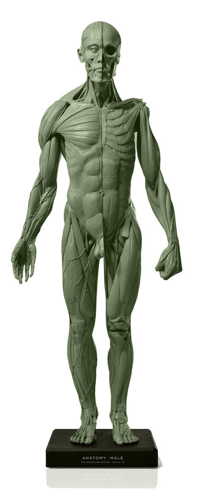 anatomy male figure