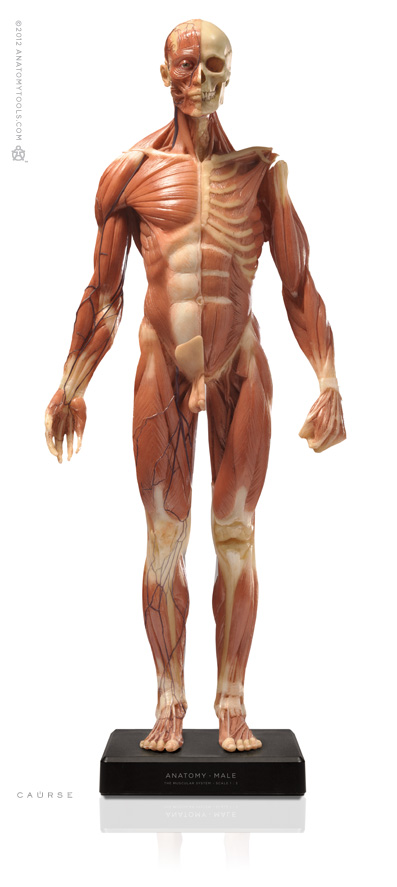 Male figure: Medical v3A