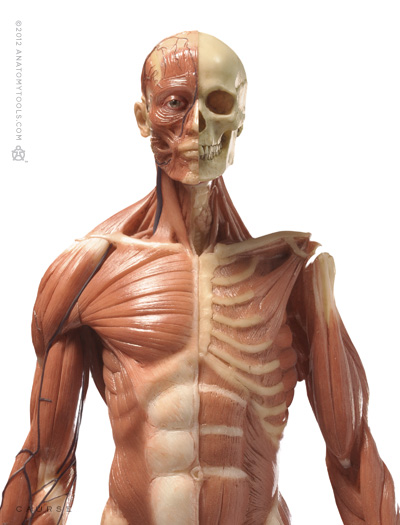 3dtotal Anatomical Collection: SIX New Reference Figures 
