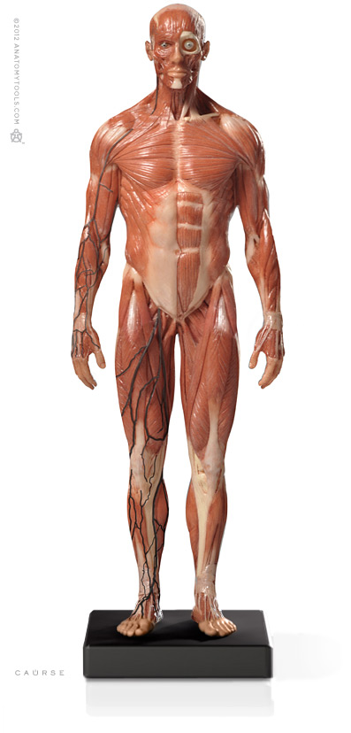 Male 1:6 Anatomy fig v.3