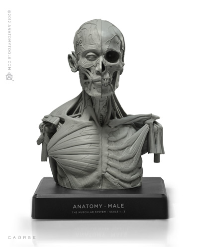 Male torso: Art-pro v2A