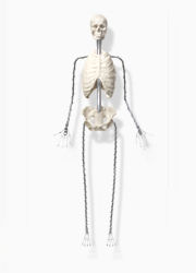 Pose-able Skeleton