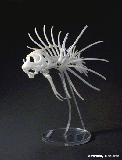 Dwarf Lionfish Bonelab Kit