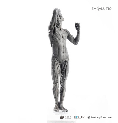 Male 1:7 Anatomy Posed 'Rodin'