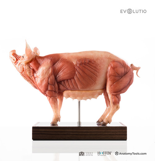 Domestic Pig 1:5 Anatomy v.3