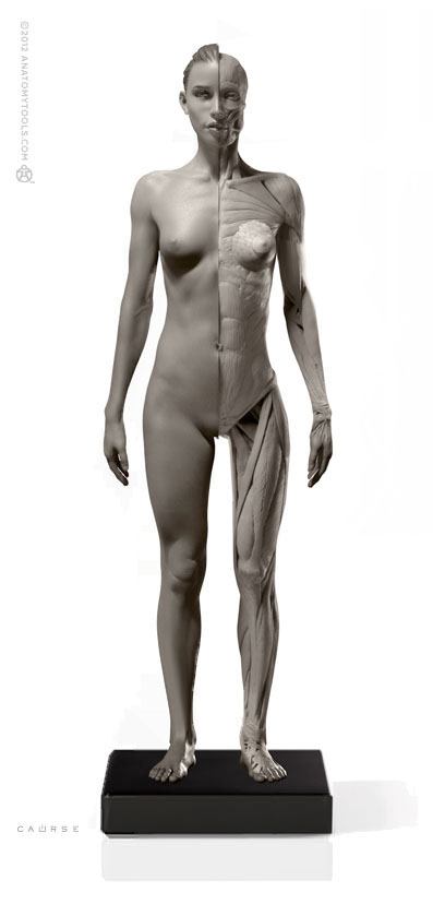 Female 1:6 Flesh/Anatomy v2