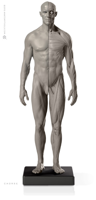 Male 1:6 Flesh/Anatomy fig v.2-
