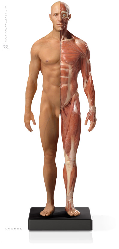 Male 1:6 Flesh/Anatomy fig v.3