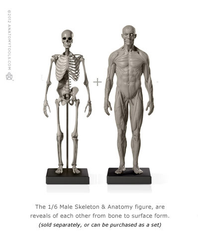 Male 1:6 Skeleton & Anatomy v2