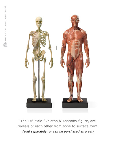 Male 1:6 Skeleton & Anatomy v3