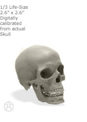 Female skull: Art-pro v2A