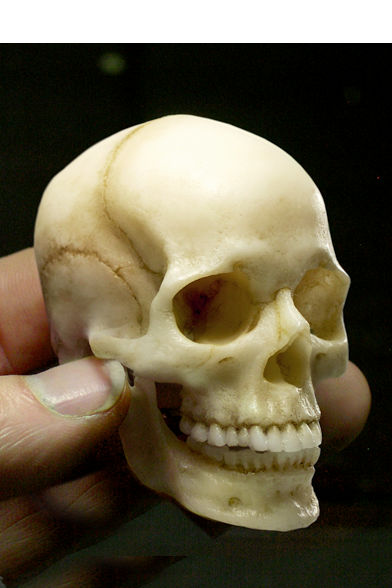 Female Skull 1/3: Natural +base