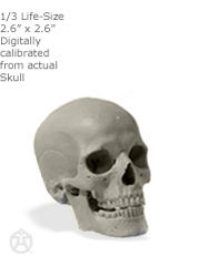 Male skull: Art-pro v2A