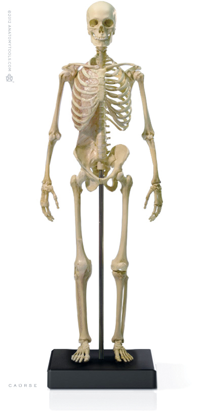 Male 1:6 Skeleton fig v.3