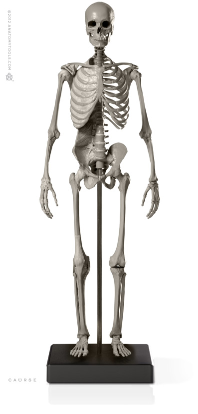 Male 1:6 Skeleton fig v.2