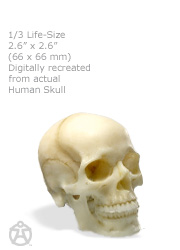Male skull 1/3: v1