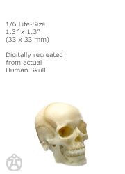 Male skull 1/6: v1-
