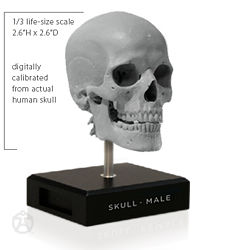 Male skull 1/3: v2 + base