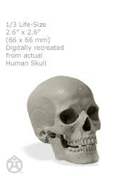 Male skull 1/3: v2