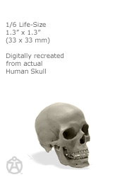 1/6 Scale Human Skull V2 