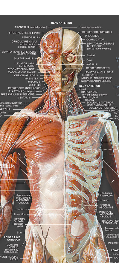 Wall-chart: Muscular System
