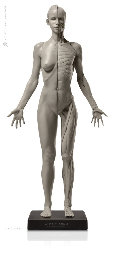 Female 1:3 Flesh/Anatomy v2A