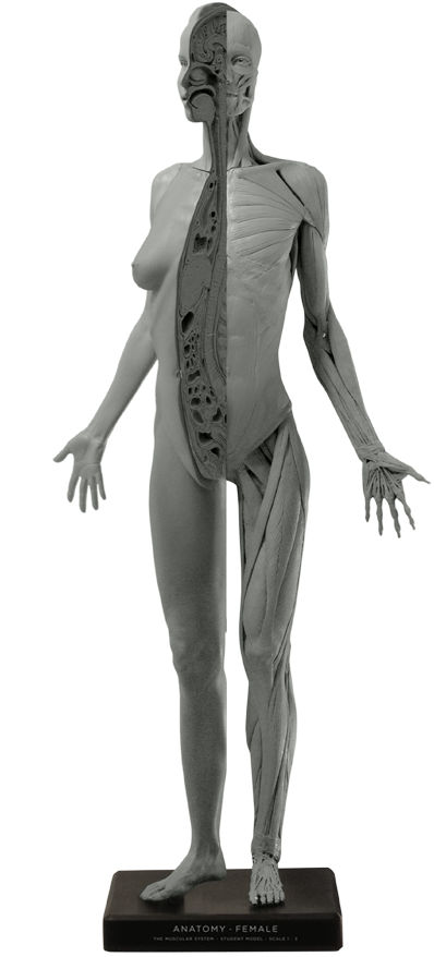 Female figure: Art-pro v2C