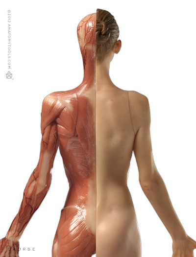 Featured image of post Anatomy Female Torso Reference A wide variety of female torso anatomy options are available to you such as medical science