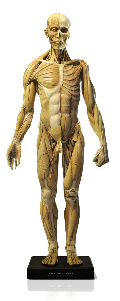 Male figure: General use v1A