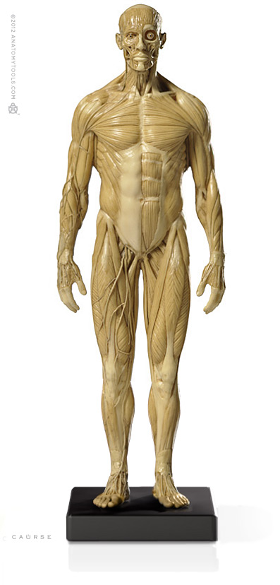 Male 1:6 Anatomy fig v.1