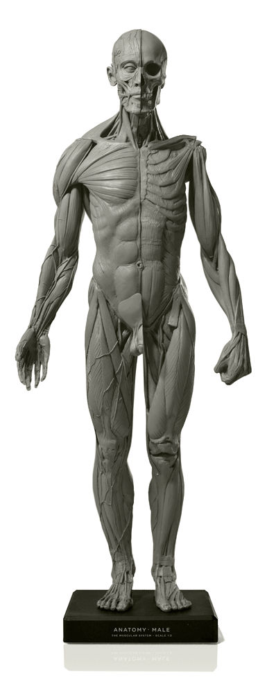 Male figure: Art-pro v2A