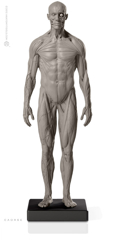 AnatomyTools