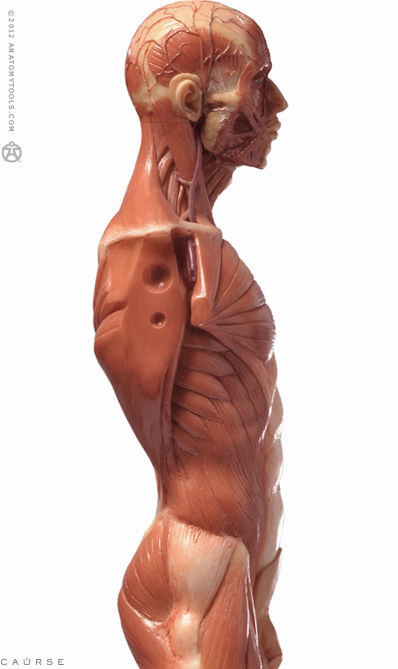 12inch Resin Muscle Anatomy Model Human Body Musculoskeletal Female Male Figures Skin Anatomical Study and Teaching BlueMan 