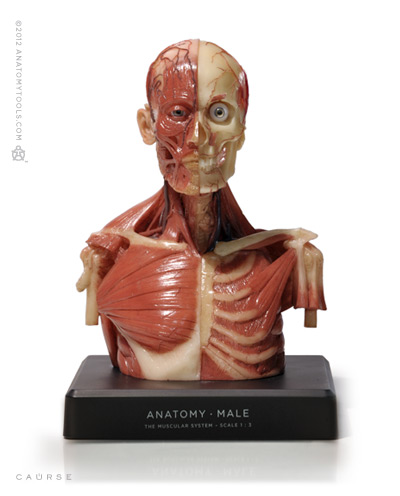 Male torso: Medical v3A -AS-IS