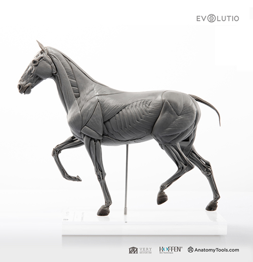 Horse 1:10 Anatomy v.PVC