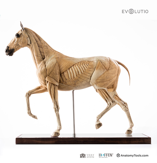 Horse 1:6 Anatomy v.1