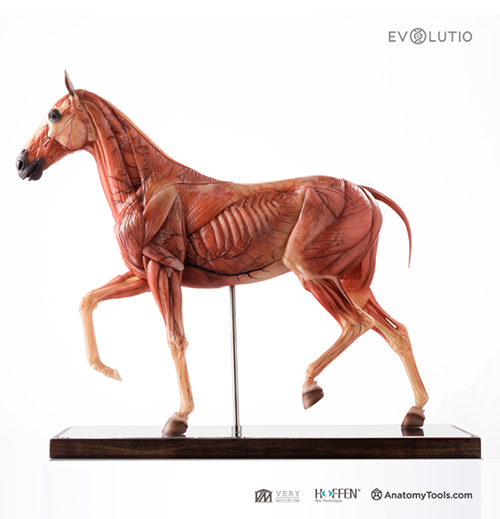Horse 1:6 Anatomy v.3