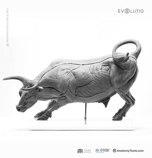 Bull 1:12 Anatomy v.PVC