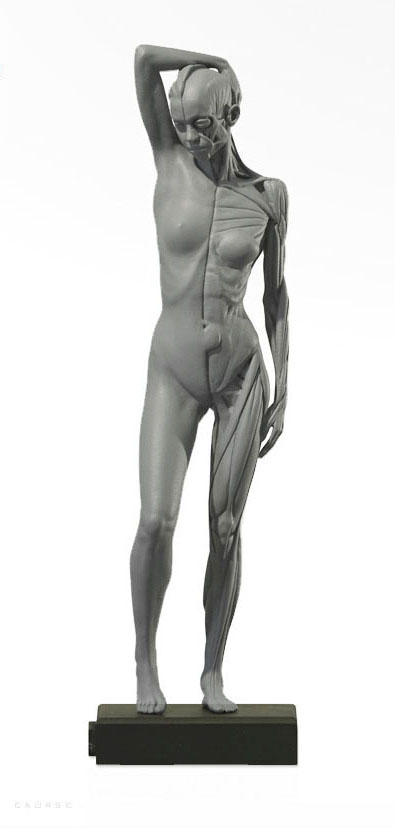 Female 1:8 Posed Flesh/Anat. v2