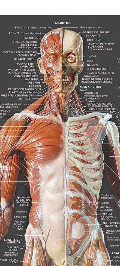 AnatomyTools