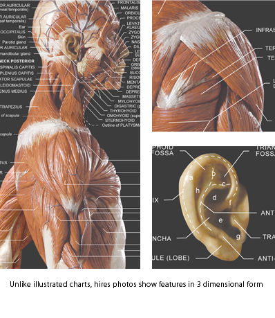 Anatomy Wall Charts