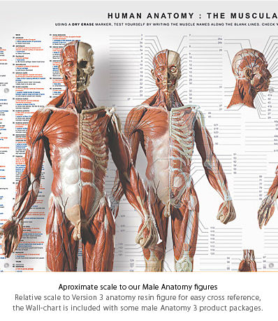 Anatomy Wall Charts