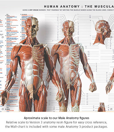 Wall Chart Of Human Anatomy 3d