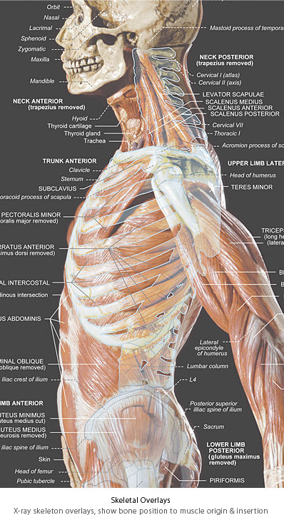 Picture Of What Is Under Your Rib Cage Thoracic Chest And Rib Pain